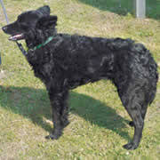 犬を家族に迎える前に